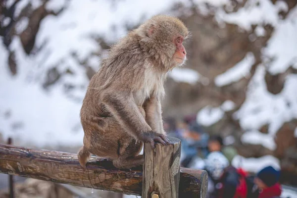 Macaque Monkey Standing Wooden Fence — Stock Photo, Image