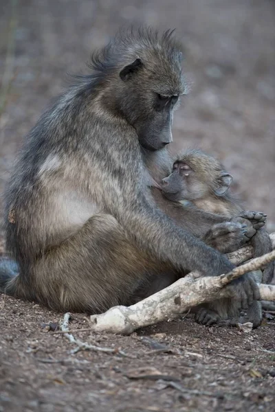 Belo Close Uma Mãe Babuíno Amamenta Seu Bebê — Fotografia de Stock