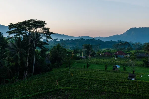 Die Grünen Tropischen Bäume Und Ein Sonnenuntergang Auf Bali Indonesien — Stockfoto