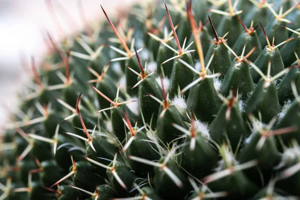Primo Piano Cactus Verde Con Aghi — Foto Stock