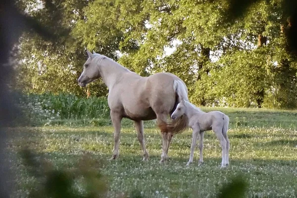 Une Jument Palomino Avec Son Poulain Dans Pâturage Midwest — Photo