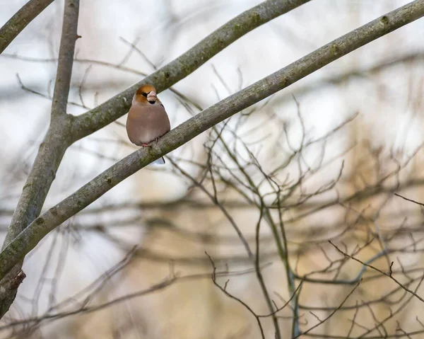 Primer Plano Ángulo Bajo Pequeño Pájaro Rama Desnuda Del Árbol — Foto de Stock