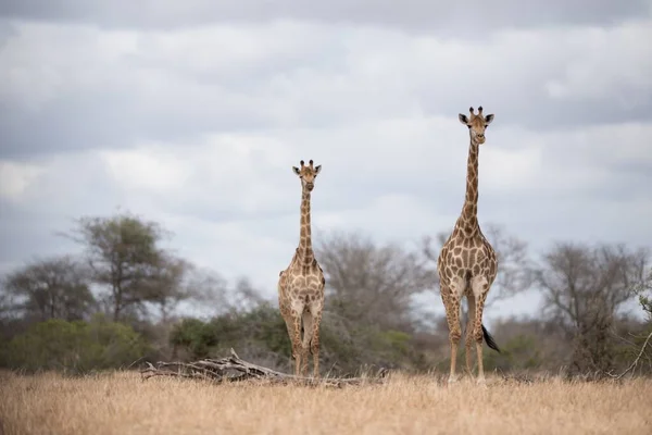 Due Giraffe Che Camminano Sul Cespuglio Con Cielo Nuvoloso Sullo — Foto Stock