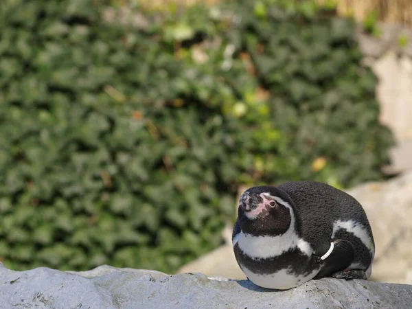 Weitwinkelaufnahme Eines Schwarz Weißen Pinguins Neben Dem Gras — Stockfoto