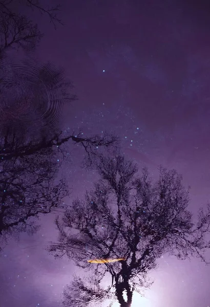 Červí Pohled Oblohu Fialovém Odstínu Hvězdami Siluetami Stromů Okolí — Stock fotografie