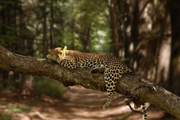 Arka Planı Bulanık Ağaçta Dinlenen Tembel Bir Leoparın Güzel Bir — Stok fotoğraf