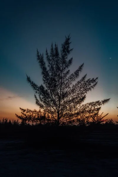 Vertikální Záběr Siluety Stromu Při Západu Slunce — Stock fotografie