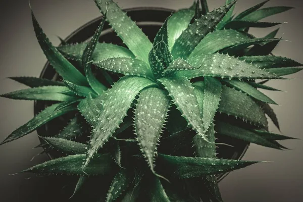 Närbild Aloe Växt Den Vita Upplysta Ytan — Stockfoto