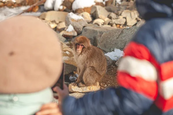 Tiro Foco Seletivo Macaco Olhando Para Pessoas — Fotografia de Stock