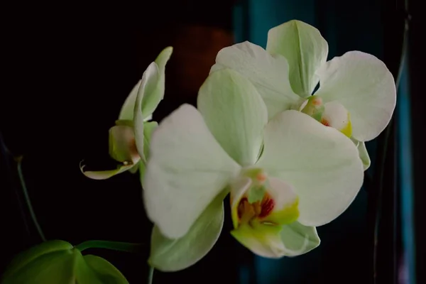 Closeup Shot White Phalaenopsis Moth Orchid Dark Background — Stock Photo, Image