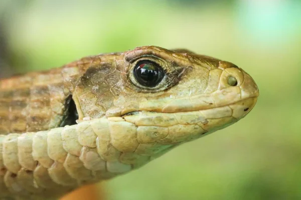 Eine Nahaufnahme Einer Alligator Echse Sonnenlicht Mit Verschwommenem Hintergrund — Stockfoto