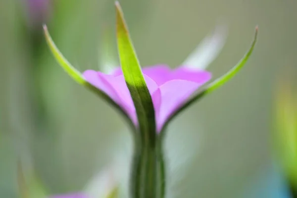 Disparo Cierre Sépalos Una Flor Púrpura Con Fondo Borroso —  Fotos de Stock