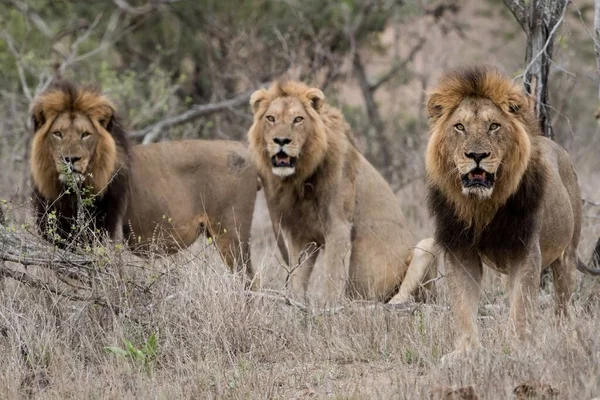 Tres Leones Machos Campo Arbustivo Con Fondo Borroso —  Fotos de Stock