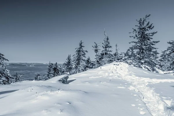 Eine Schöne Aufnahme Der Schneebedeckten Tannen Wald Mit Dem Klaren — Stockfoto