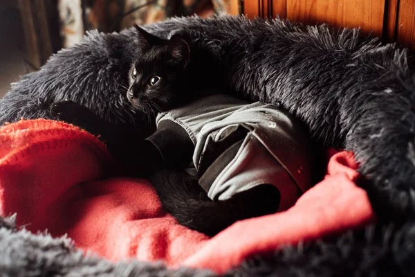 Eine Nahaufnahme Einer Entzückenden Schwarzen Katze Die Sich Einem Sonnigen — Stockfoto
