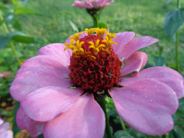 Uno Scatto Ravvicinato Fiore Cono Viola Con Rugiada Mattutina — Foto Stock