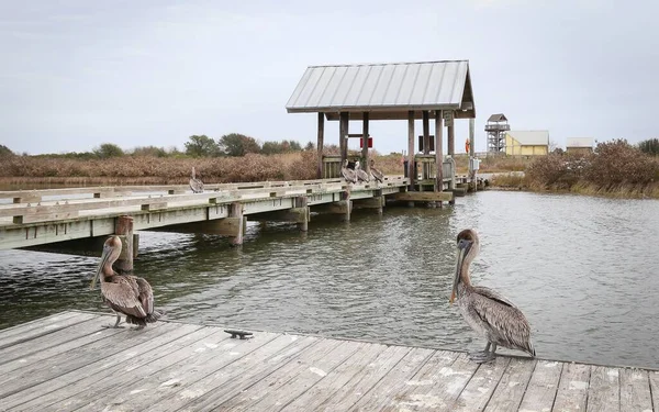 Grand Isle Louisiana Usa Februar 2018 Grand Isle Louisiana Februar — Stockfoto