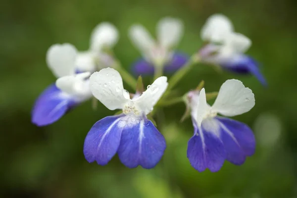 背景がぼやけているミズーリ州の青い目のメアリーの野生の花の選択的な焦点のショット — ストック写真