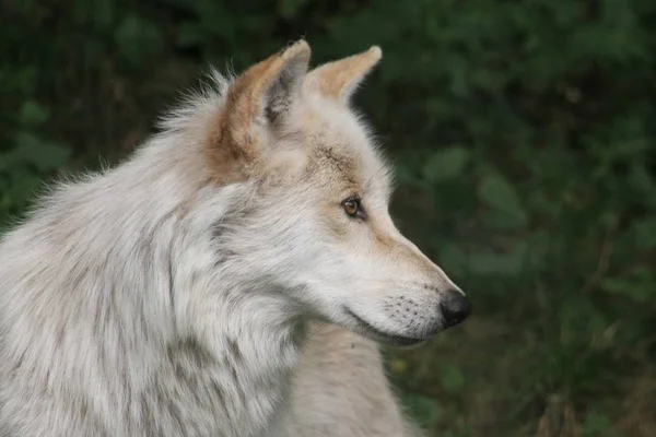 Ein Seitliches Portrait Eines Wolfes Mit Viel Grün Hintergrund — Stockfoto