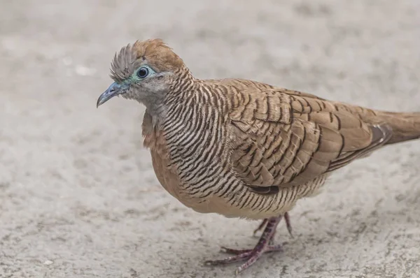 バンコクのコンクリートの地面を歩く茶色の鳩のクローズアップショットアジア — ストック写真