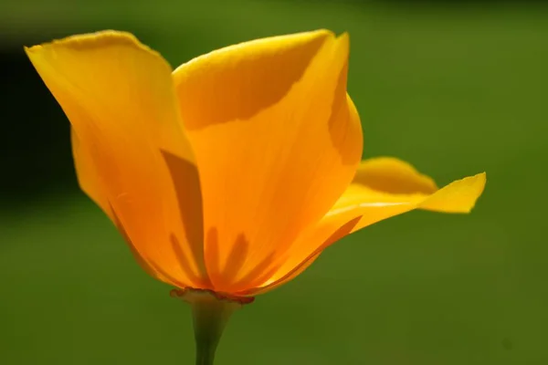 Низький Кут Пострілу Красивої Квітки Розмитим Тлом — стокове фото