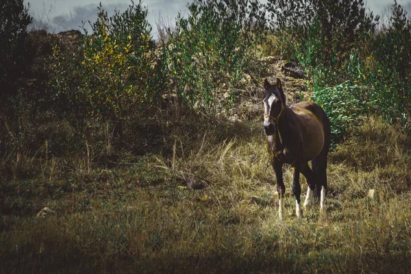 Belo Tiro Cavalo Marrom Meio Uma Floresta Olhando Para Lados — Fotografia de Stock