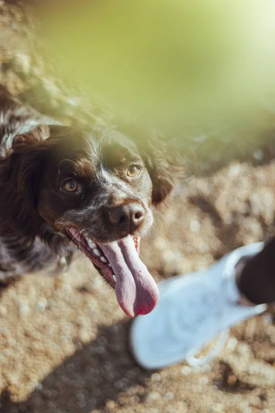 Vänlig Sällskapsdjur Hund Med Sin Tunga Tiggeri För Lekstund — Stockfoto