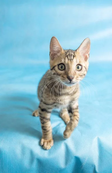 배경에 귀엽고 줄무늬 고양이 — 스톡 사진
