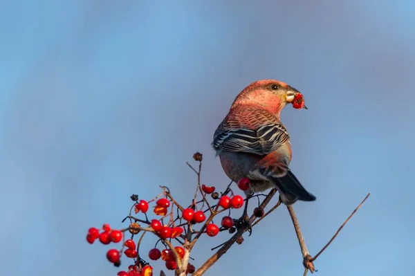 Kırmızı Gagalı Bir Kuşun Ağaçta Tünemiş Yaban Mersini Yediği Yakın — Stok fotoğraf