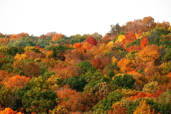 Een Prachtig Shot Van Kleurrijke Herfstbomen Geweldig Voor Een Natuur — Stockfoto