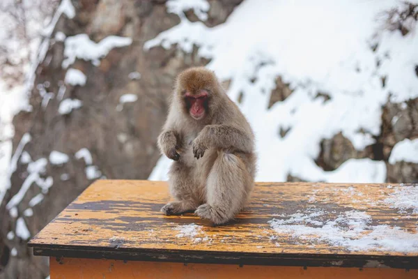 Seekor Monyet Kera Duduk Atas Permukaan Kayu — Stok Foto