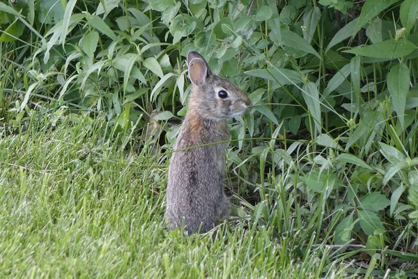 Jovem Coelho Cottontail Com Olhos Bonitos Alimentando Com Grama Floresta — Fotografia de Stock