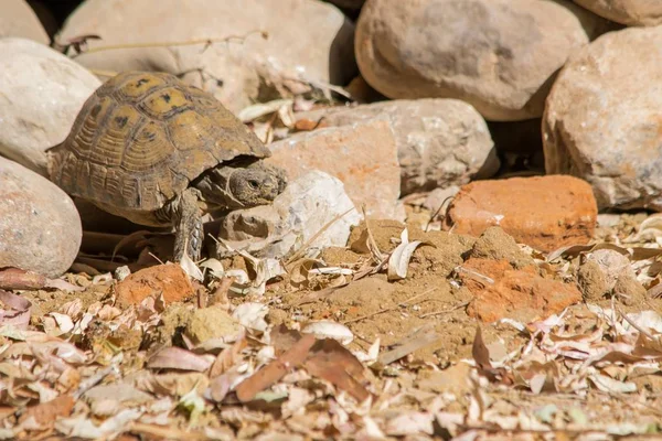 Beautiful Shot Greek Tortoise Walking Ground Blurred Background — Stock Photo, Image