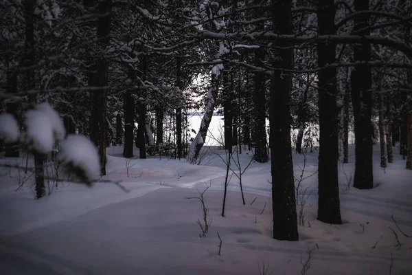 Paysage Hivernal Dans Les Bois — Photo