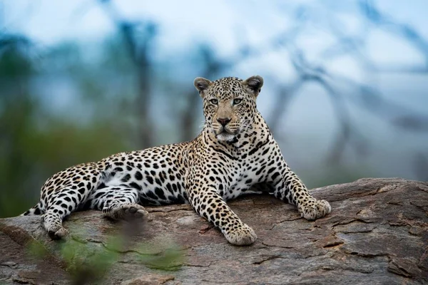 Красивый Снимок Африканского Леопарда Лежащего Скале Размытым Фоном — стоковое фото