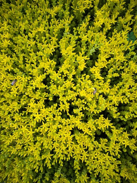 High Angle Vertical Bees Yellow Leaves Sunlight — Stock Photo, Image