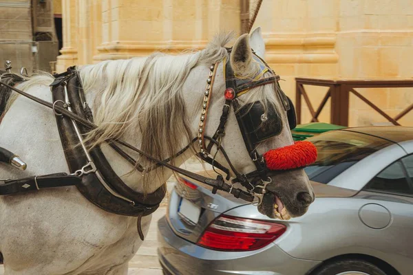 Piękne Ujęcie Białego Konia Ulicy Samochodem Tle — Zdjęcie stockowe