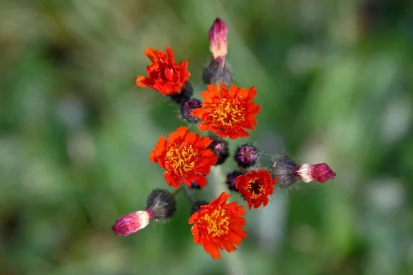 Disparo Clausura Hermosas Flores Castilleja Color Rojo Petalado Fondo Borroso — Foto de Stock