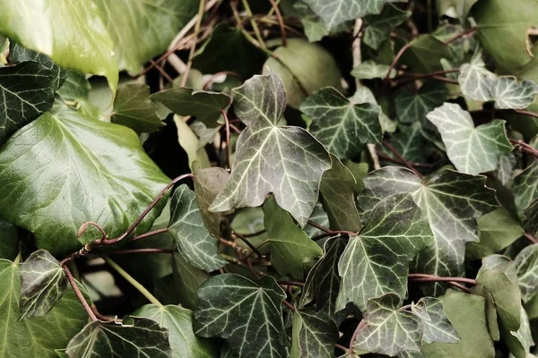 Een Close Van Groene Bladeren Een Goede Achtergrond — Stockfoto