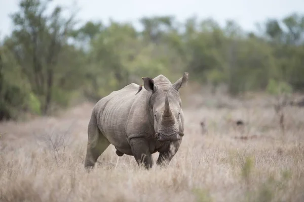 Beautiful Shot Rhinoceros Standing Alone Bush Field — Stock Photo, Image