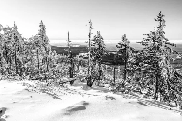 一张美丽的冷杉照片 在森林里被雪覆盖着 背景是晴朗的天空 — 图库照片