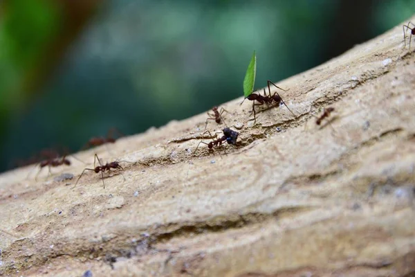 Selektivní Soustředění Hsot Mravenců Kráčejících Kameni Rozmazaným Pozadím — Stock fotografie