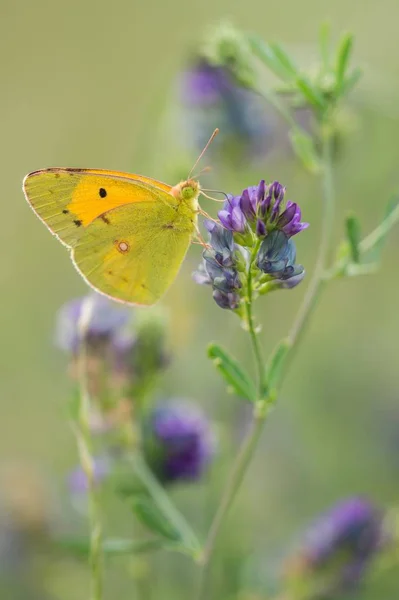A selective focus shot of green and yellow butterfly on a lavender flower