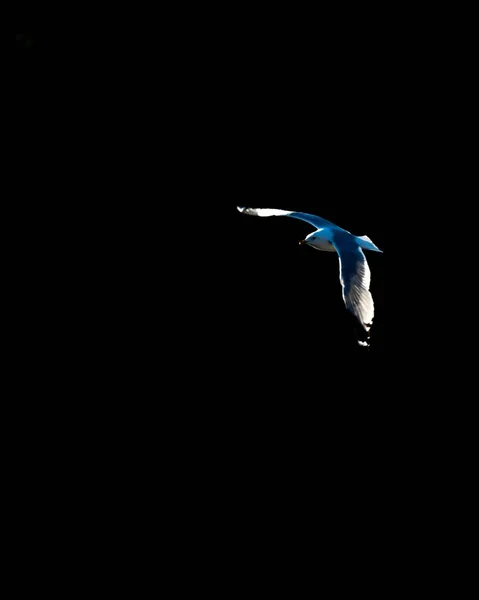 Vertical Shot Flying Seabird Black Background — Stock Photo, Image