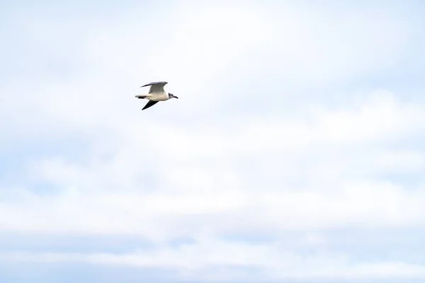 Bottenvy Mås Som Flyger Den Molniga Himlen — Stockfoto