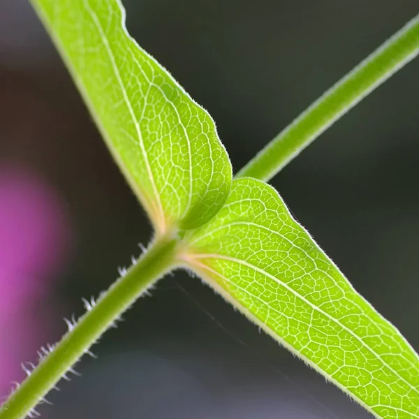 Närbild Bild Gröna Blad Stammen Med Suddig Bakgrund — Stockfoto