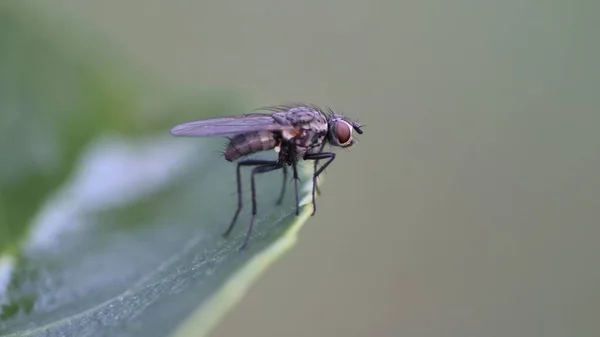 Nahaufnahme Einer Schwarzen Fliege Auf Einem Grünen Blatt Mit Einem — Stockfoto