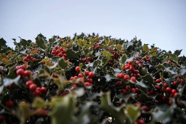 Ένα Κοντινό Πλάνο Κόκκινων Μικρών Φρούτων Στο Δέντρο — Φωτογραφία Αρχείου