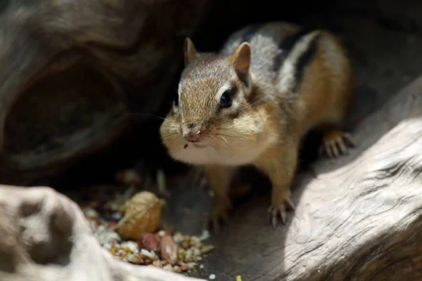 Beau Cliché Chipmunk Mignon Mangeant Des Noix Dans Les Jardins — Photo