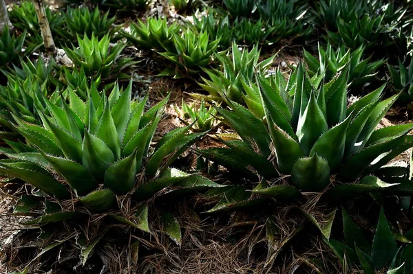 Eine Nahaufnahme Von Agave Pflanzen Einem Park Mit Sanftem Sonnenlicht — Stockfoto